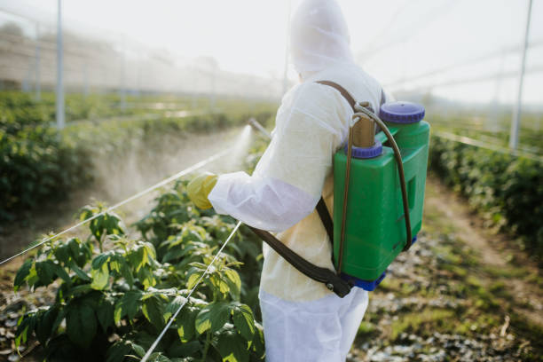 Best Ant Control Services  in Brentwood, MD